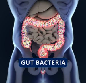 microbiota-probioticos-fermentación-salud