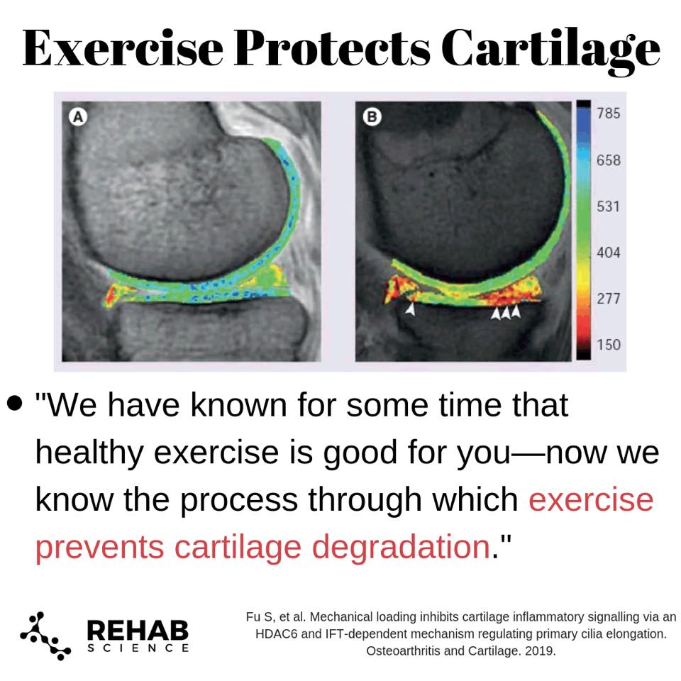 Ejercicio Y Cartilago 1